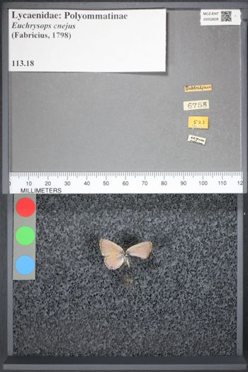 Media type: image;   Entomology 52638